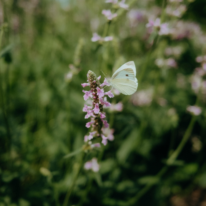 Jalasjärven yrityspuiston ympäristöarvot